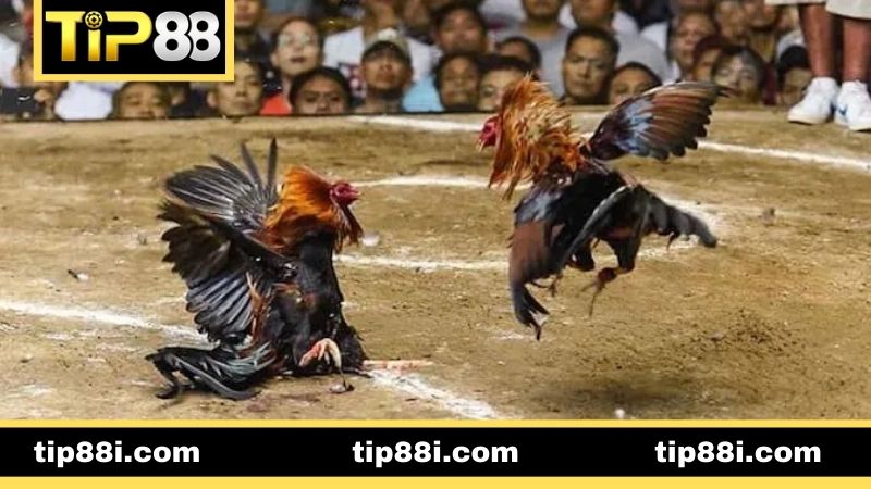 Các hình thức đá gà Thomo thịnh hành 