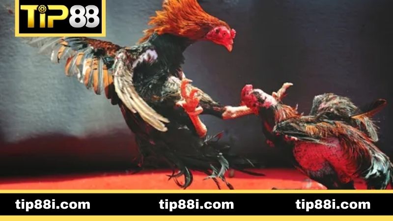 Kinh nghiệm chơi chọi gà Thomo chuẩn từ kê sư