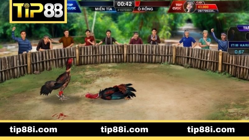 Đá Gà TIP88 - Sân Chơi Dành Cho Tín Đồ Đam Mê Kê Chiến Hướng dẫn cách tham gia chọi kê nhanh tại TIP88