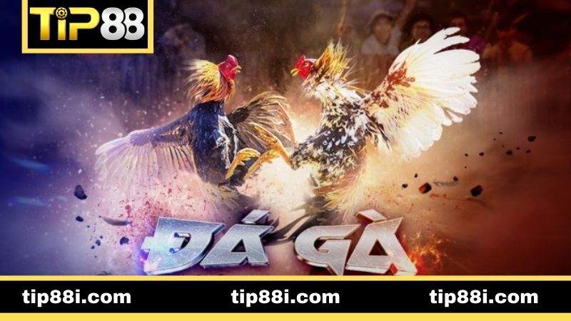 Đá Gà TIP88 - Sân Chơi Dành Cho Tín Đồ Đam Mê Kê Chiến Top 3 hình thức cược đá gà hấp dẫn hàng đầu tại TIP88